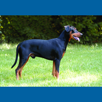 german_pinscher