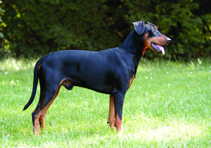 german_pinscher