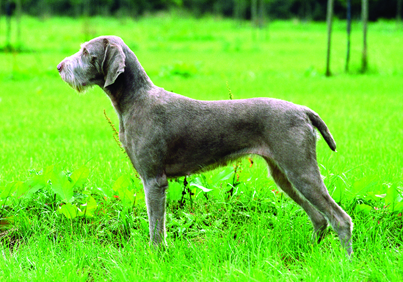 Wirehiared Slovakian Pointer