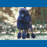 poodle__standard_
