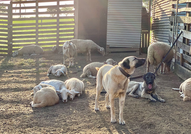 Breeder Gallery Large Image