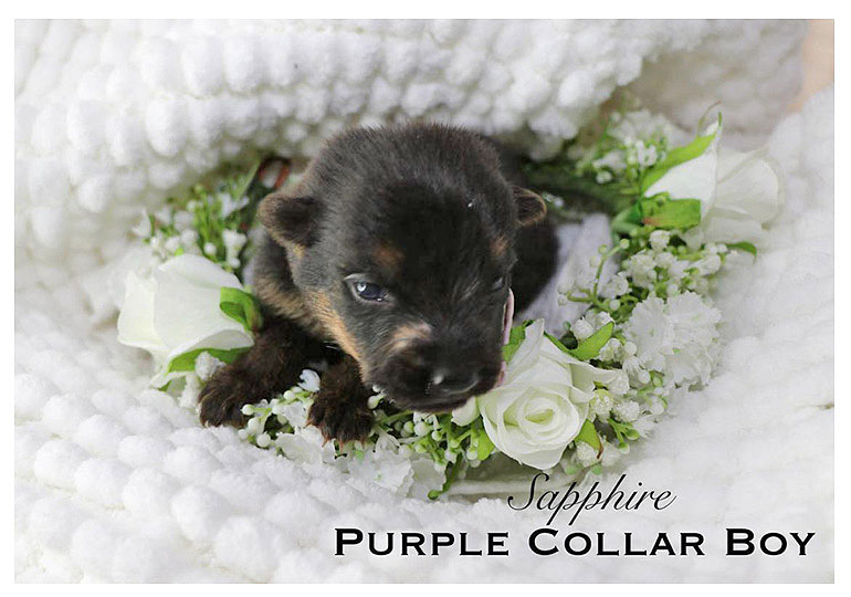 Breeder Gallery Large Image
