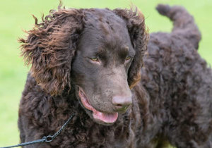 murray_river_retriever