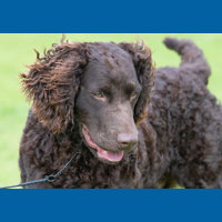 murray_river_retriever