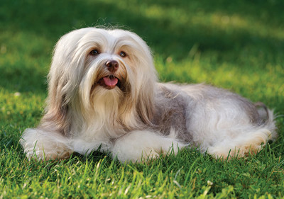 havanese