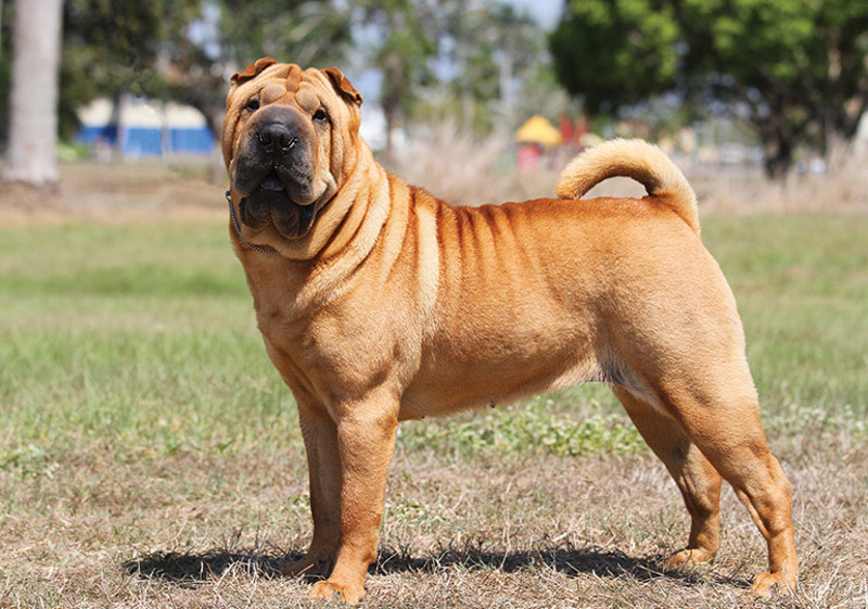 Breed Standard - Shar Pei
