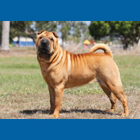 shar_pei