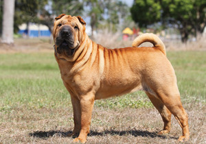 shar_pei