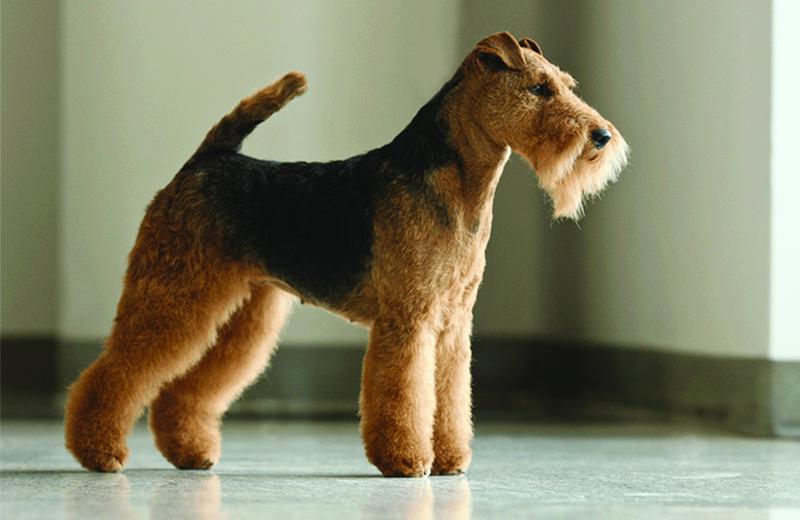 Welsh Terrier