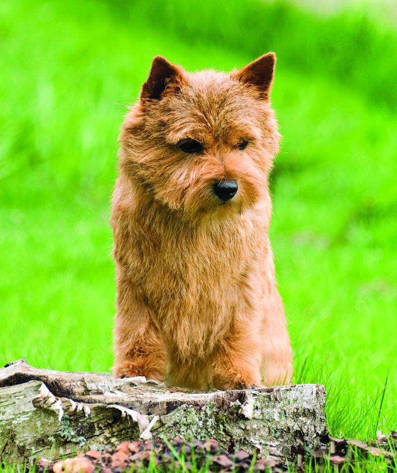 Norwich Terrier