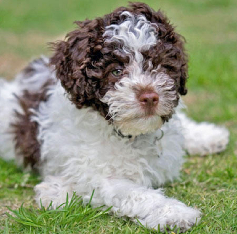 Lagotto Romagnolo