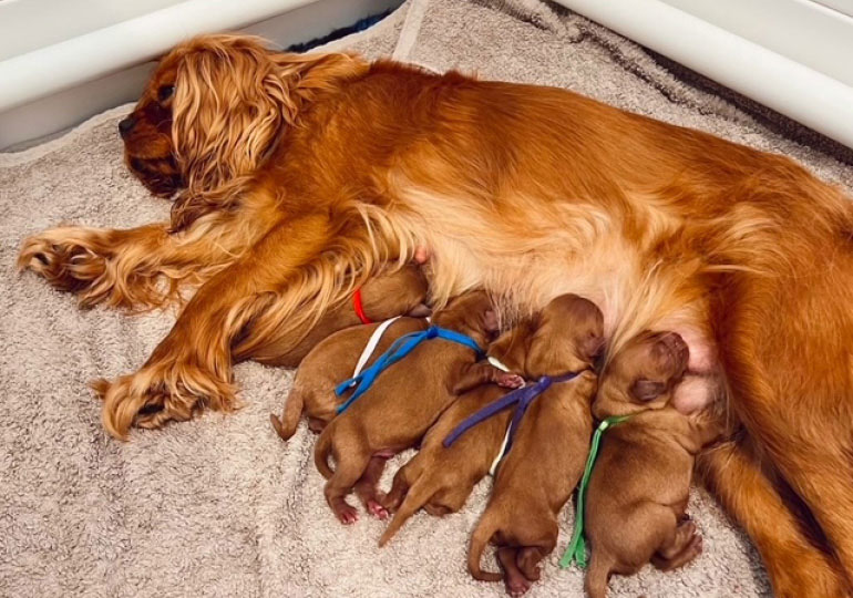 Breeder Gallery Large Image