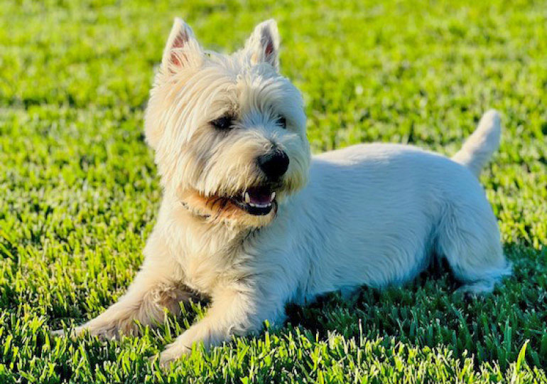 Breeder Gallery Large Image