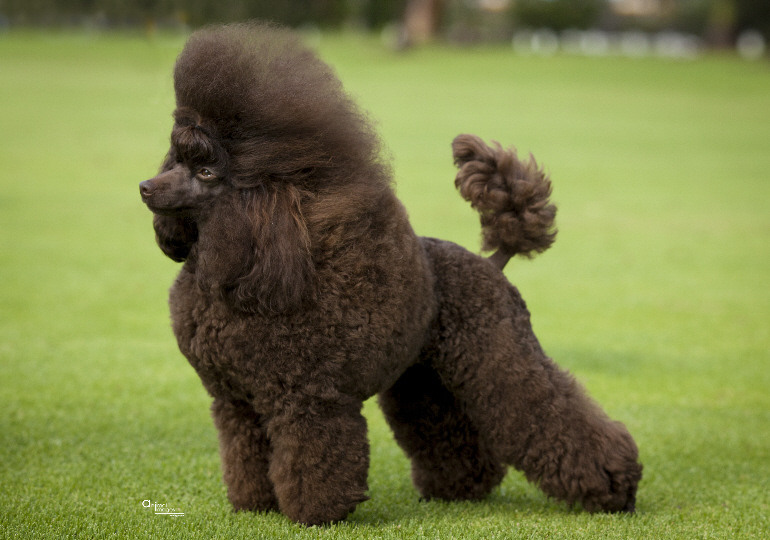 Breeder Gallery Large Image